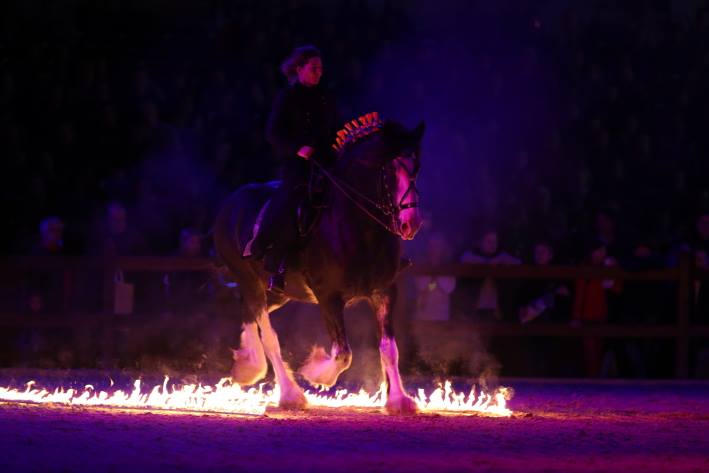 Shire Horse Stute Royal Dawn, Schaubild "Symphonie mit dem Feuer" Hund und Pferd 2016